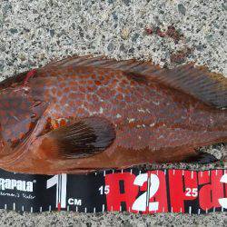 雨上がり太刀魚調査！