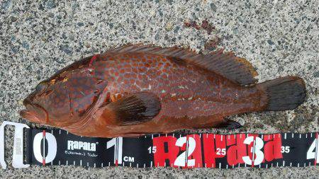 雨上がり太刀魚調査！