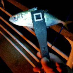 舞洲アジングNO4