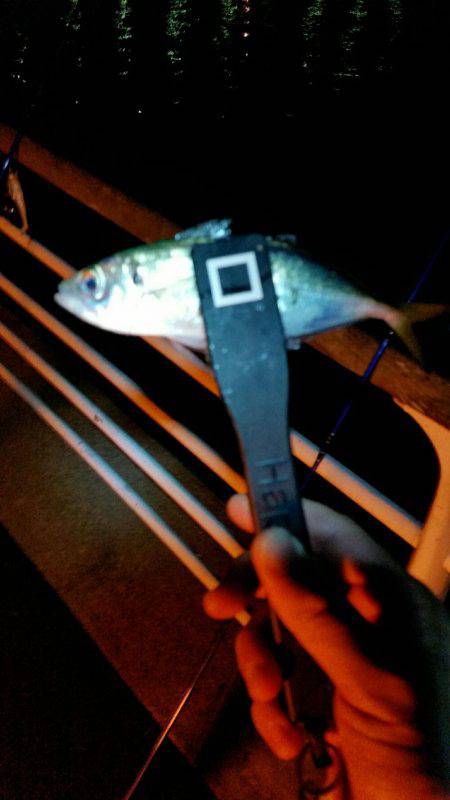 舞洲アジングNO4