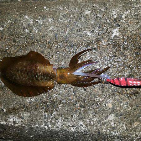 日々成長するアオリイカ