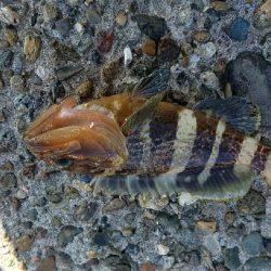 キスからカレイの調査