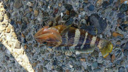 キスからカレイの調査