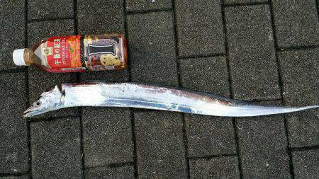 かろうじてボウズ逃れ　(オマケつき)