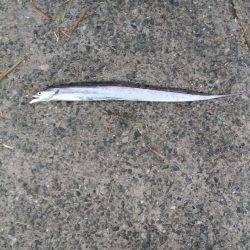 西野渡船さんを利用