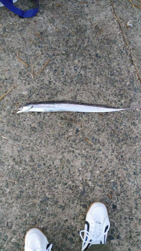 西野渡船さんを利用