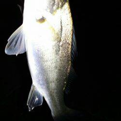 キミじゃないのよ