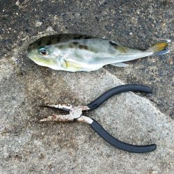 大きめのサゴシが回遊してます！