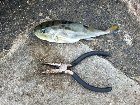 大きめのサゴシが回遊してます！