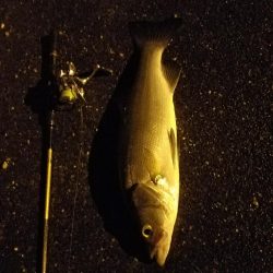 早朝フィッシング