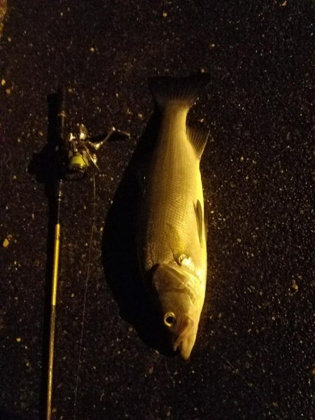 早朝フィッシング