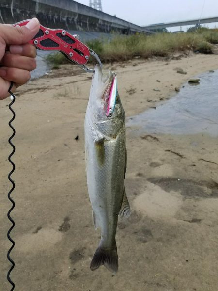 リアクションバイト