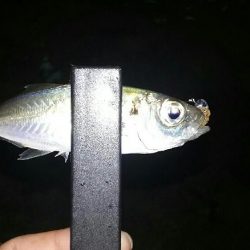 究極の豆アジング