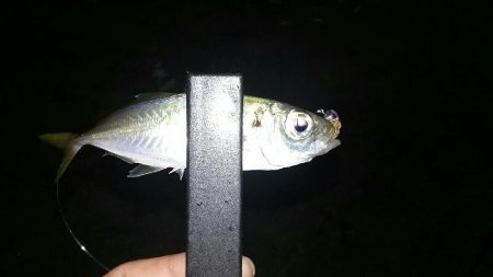 究極の豆アジング