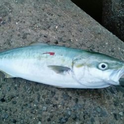 台風前のショアジギ