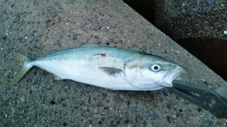 台風前のショアジギ