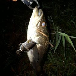 台風後シーバス