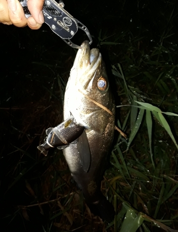 台風後シーバス
