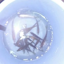 アジ祭りだワッショイワッショイ