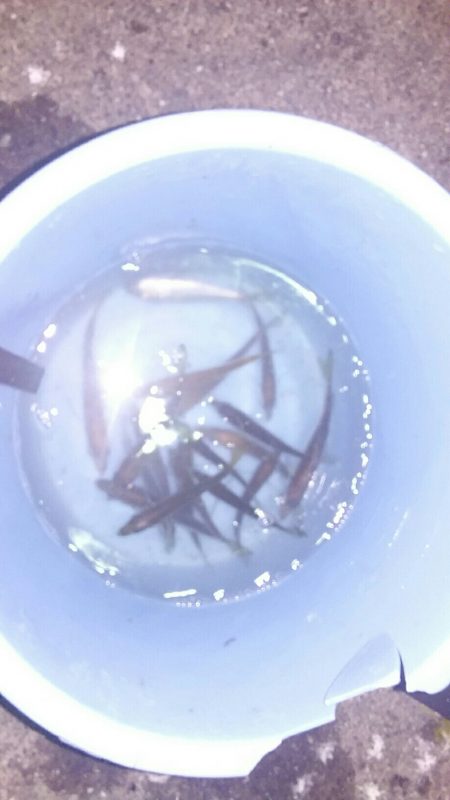 アジ祭りだワッショイワッショイ