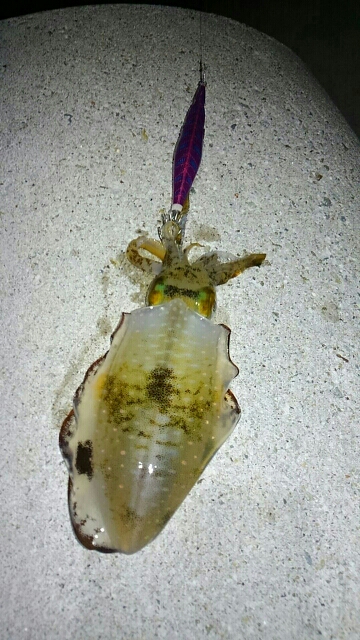 アジングとエギング