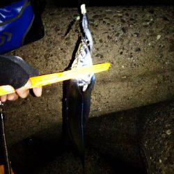 太刀魚たくさん釣れました(^-^)