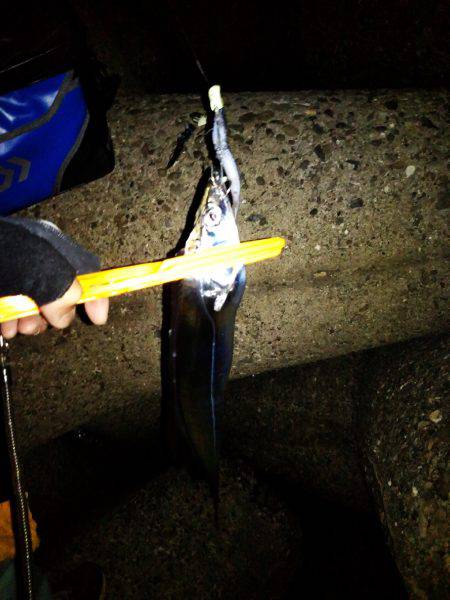 太刀魚たくさん釣れました(^-^)