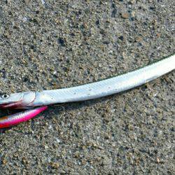 舞洲青物調査で、まさかのアイツ