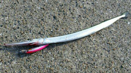 舞洲青物調査で、まさかのアイツ