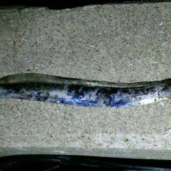 タチウオ時合いは早め