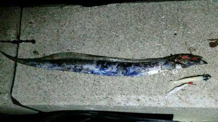 タチウオ時合いは早め