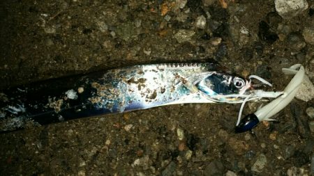 湾奥タチウオ安定