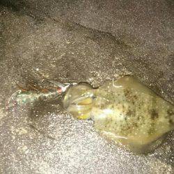 エギングロッド❗