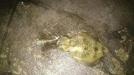 エギングロッド❗