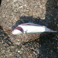 アオリイカ   ツバス