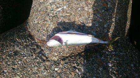 アオリイカ   ツバス