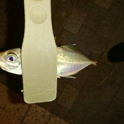 アジング時々ワインド