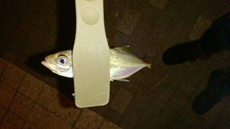 アジング時々ワインド