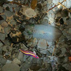 エギングからのショアジギ