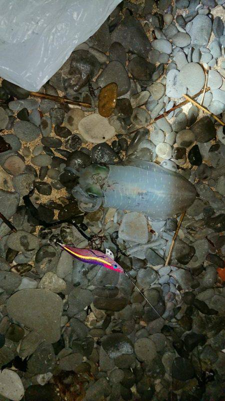 エギングからのショアジギ