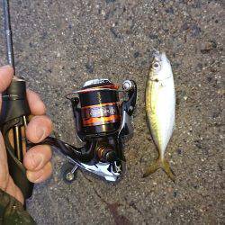 雨上がりアジング