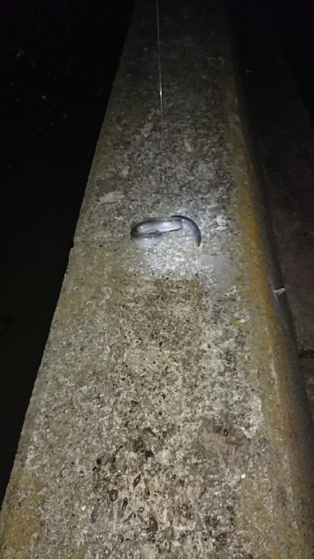 台風後調査の珍客