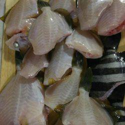 カワハギ釣れすぎ、食べきれない。