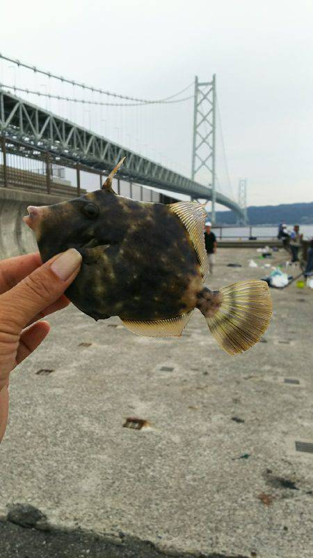 カワハギ食用サイズ、チャリコ猛攻。