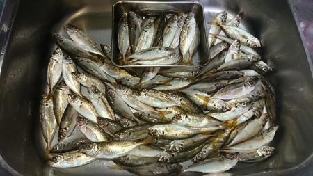 台風まえに雨アジング