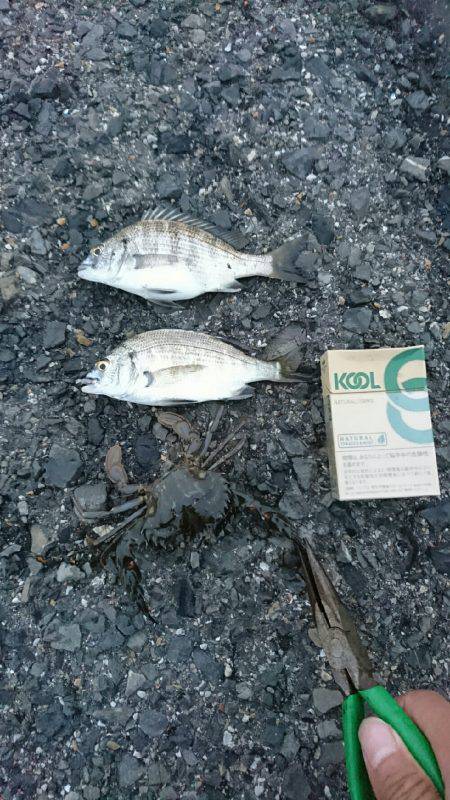 チヌ、キビレ、イシガニつったよ