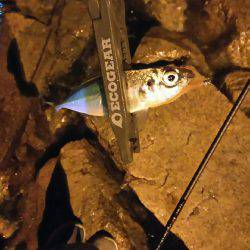 バイト終わりにアジング