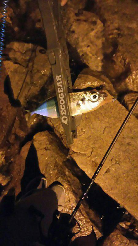 バイト終わりにアジング