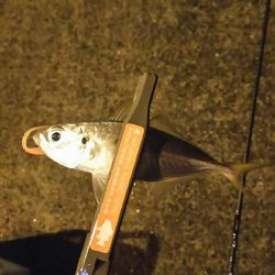 雨の中アジング