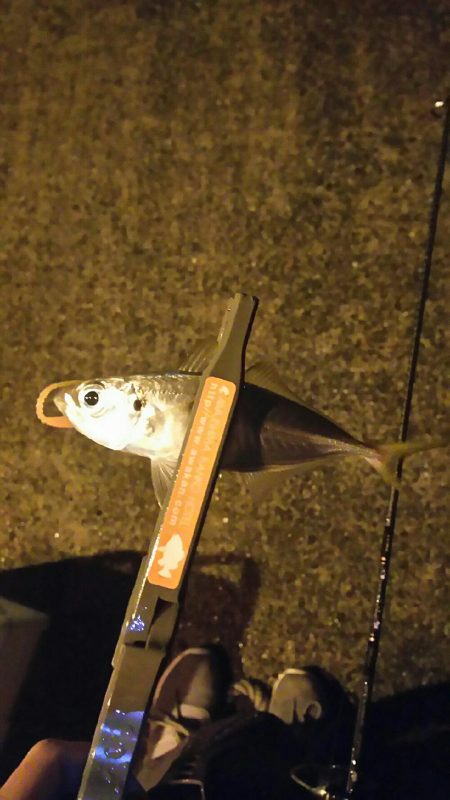 雨の中アジング